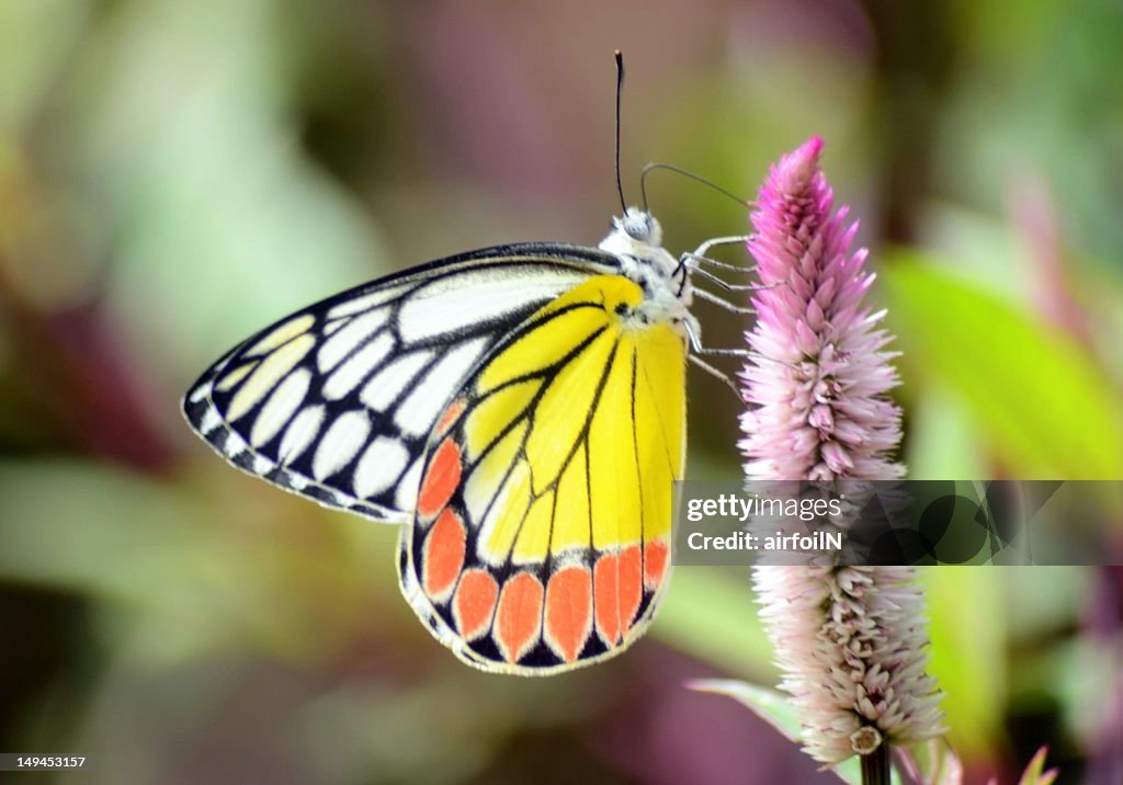 Common Jezebel