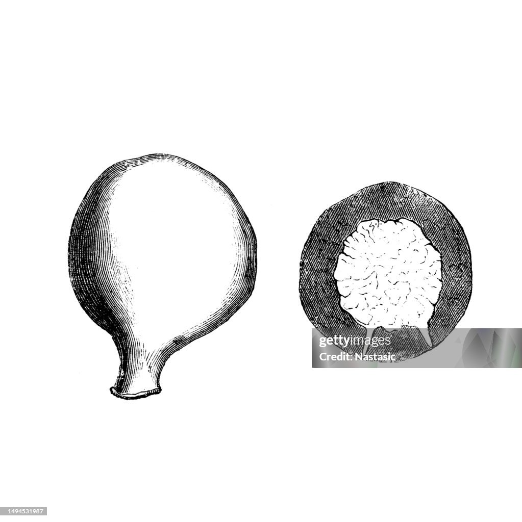 Cretaceous Fossils