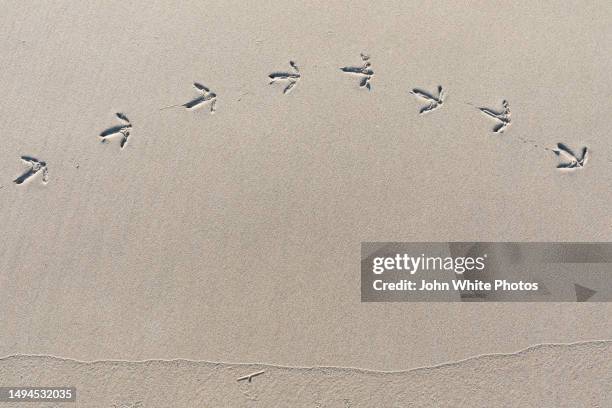 marine bird foot steps on a beach. - animal footprint stockfoto's en -beelden