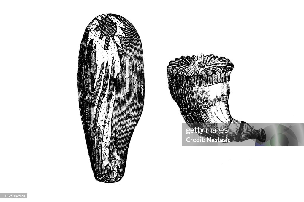 Cretaceous Fossils