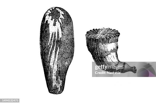 cretaceous fossils - tortoise shell stock illustrations
