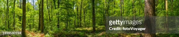 tranquil woodland glade dappled sunlight ferns green forest panorama - forest panoramic stock pictures, royalty-free photos & images