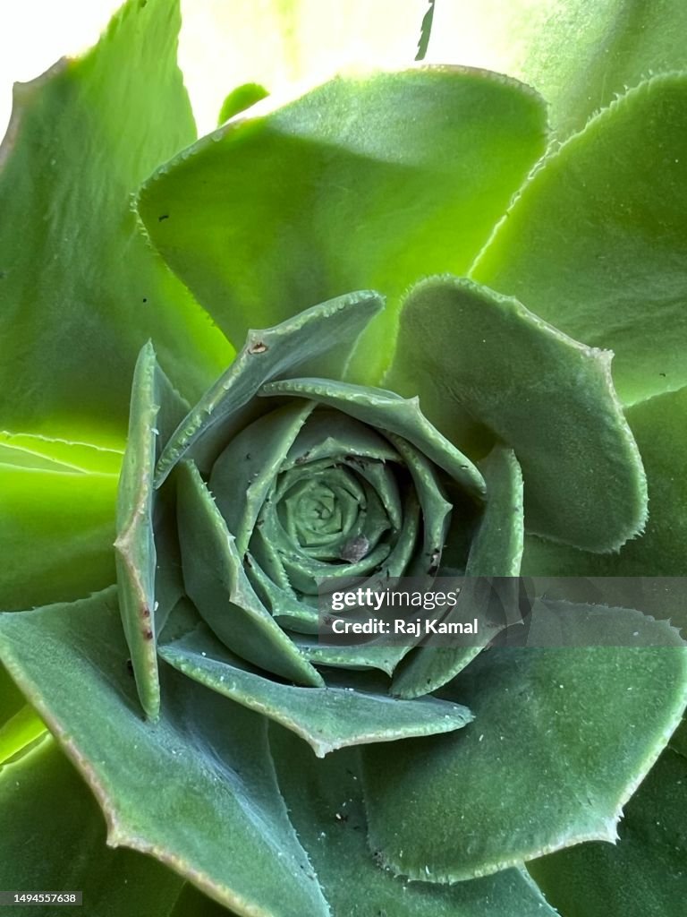 Saucer Plant (Aeonium urbicum) a species of Houseleeks - also known as Salad Bowl - in close up.