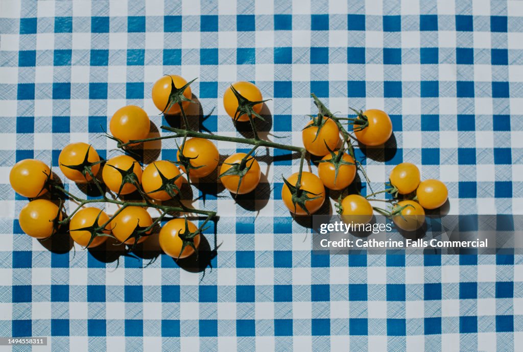 Bright, graphic, simple image of fresh, juicy yellow tomatoes on the vine casting a harsh shadow on a blue checkered table cloth