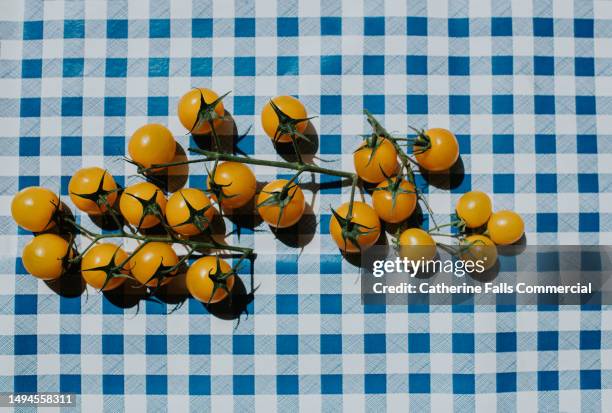 bright, graphic, simple image of fresh, juicy yellow tomatoes on the vine casting a harsh shadow on a blue checkered table cloth - blue tablecloth stockfoto's en -beelden