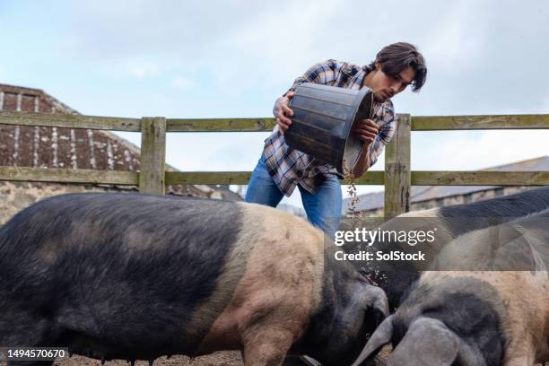 using recycled hops from local breweries to feed the animals - pigsty stock pictures, royalty-free photos & images