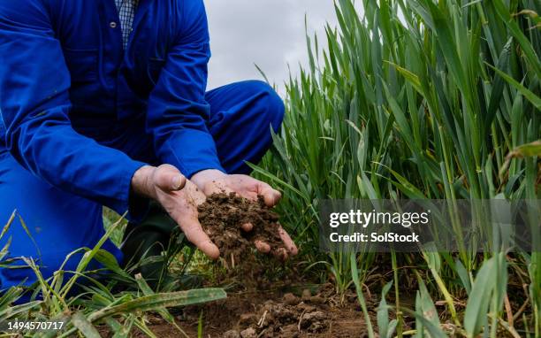 checking soil for essential nutrients - wellness stock pictures, royalty-free photos & images