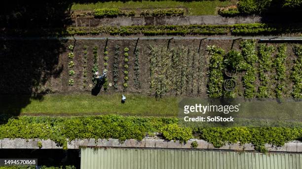 organic crops in rows in a vegetable garden - circular economy stock pictures, royalty-free photos & images