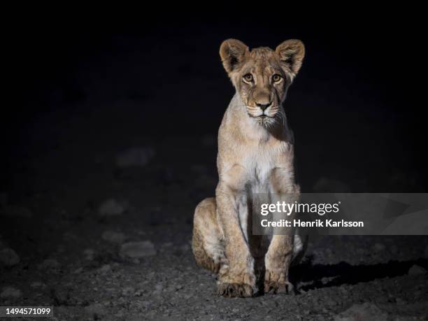 young lion (panthera leo) at a waterhole at night - night safari stock pictures, royalty-free photos & images