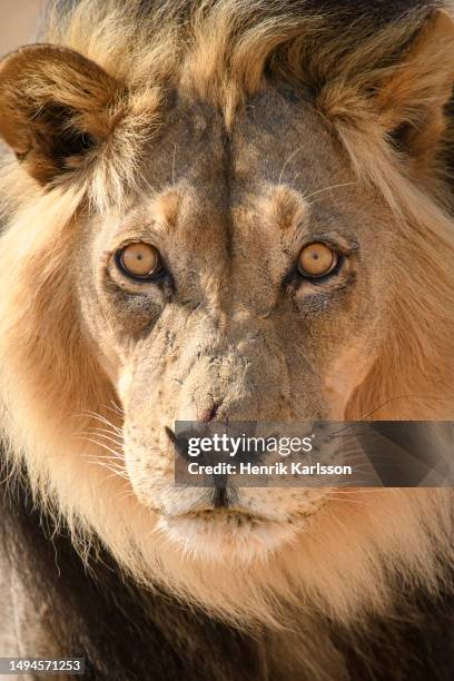 close-up of male lion (panthera leo) - leeuw grote kat stockfoto's en -beelden