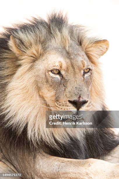 close-up of male lion (panthera leo) - majestic lion stock pictures, royalty-free photos & images