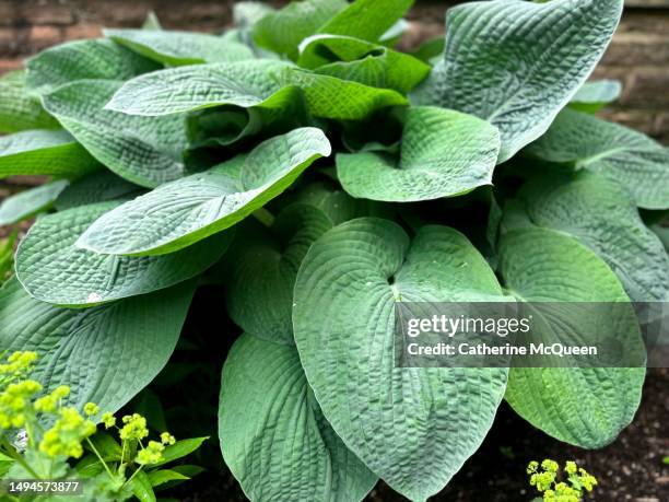 hosta plants provide dramatic patterns & shapes in the spring garden - hosta stockfoto's en -beelden
