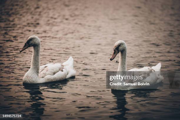 majestic swan couple gliding on créteil lake at sunset - captivating nature photography - swan photos et images de collection