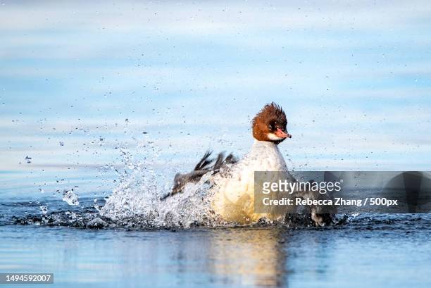 close-up of water bird bathing in lake,lake washington,united states,usa - common merganser stockfoto's en -beelden