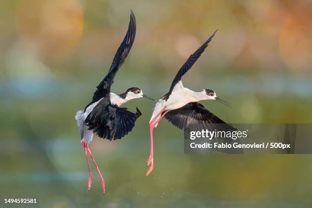 close-up of birds flying over lake - stilt stock pictures, royalty-free photos & images