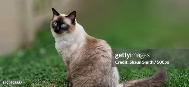 close-up of cat sitting on grass,hereford,united kingdom,uk - siamese cat stock-fotos und bilder