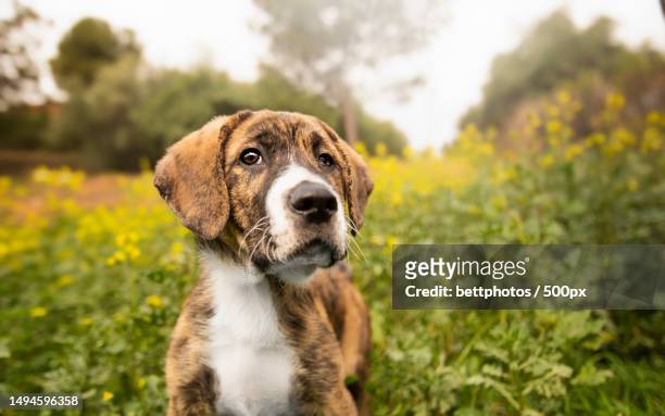 horizontal web banner of a funny brindle mastiff puppy looking at camera,spain - mastiff stock-fotos und bilder