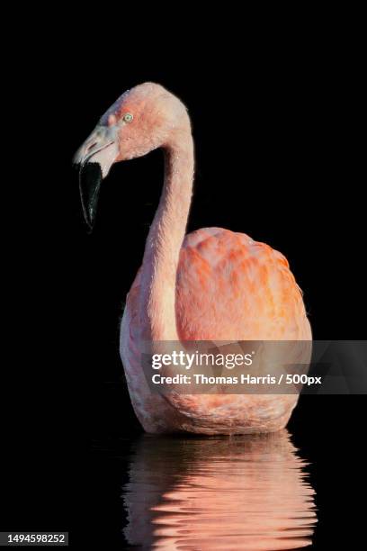 close-up of greater chilean flamingo against black background,colchester zoo,essex,united kingdom,uk - wildlife photography stock pictures, royalty-free photos & images