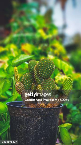 close-up of potted plant,puducherry,india - green spiky plant stock pictures, royalty-free photos & images