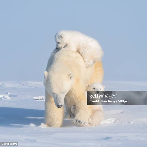 two polar bears play fight,wapusk national park,canada - cubs stock pictures, royalty-free photos & images