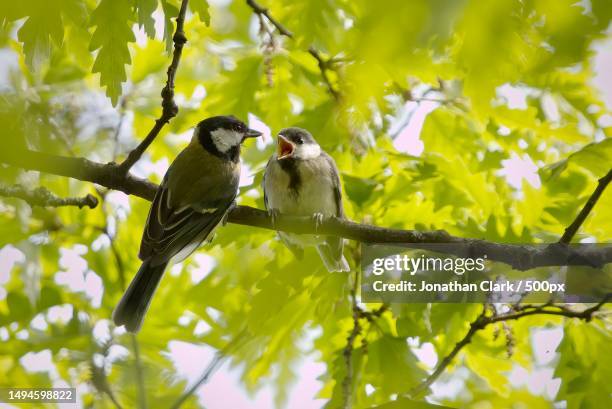 low angle view of birds perching on tree,belfast,northern ireland,united kingdom,uk - irish stock pictures, royalty-free photos & images