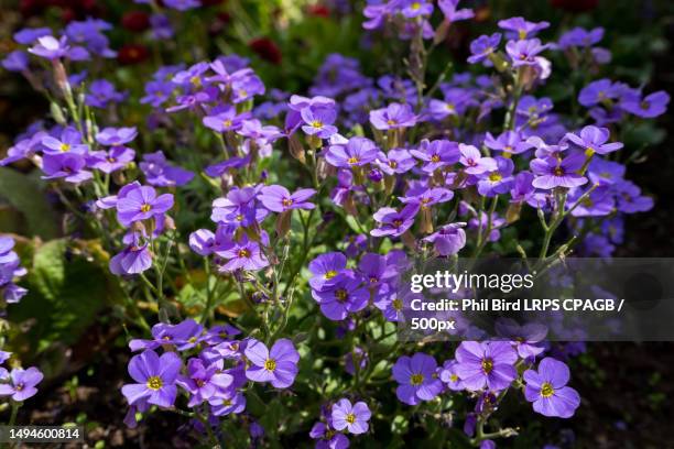 close-up of purple flowering plants,east grinstead,united kingdom,uk - aubrieta stock pictures, royalty-free photos & images