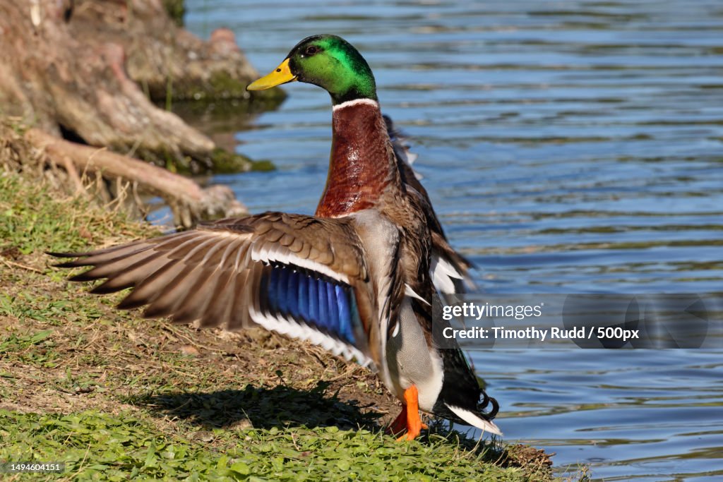 Close-up of mallard duck swimming on lake,Carrollton,Texas,United States,USA