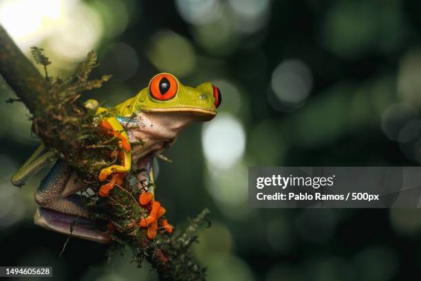 rana arbrea de ojos rojos norte,boca tapada,costa rica - ojos stock pictures, royalty-free photos & images