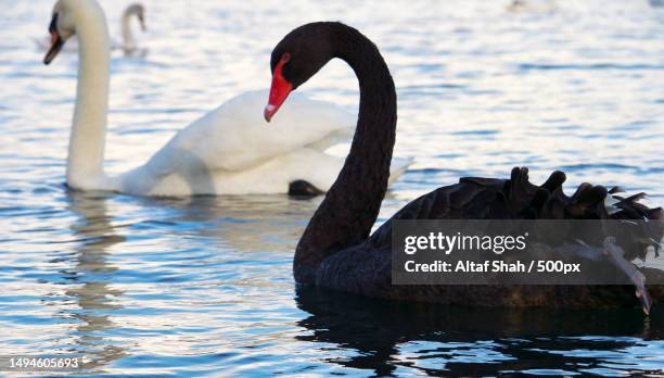 close-up of swans swimming in lake,united kingdom,uk - black swans stock pictures, royalty-free photos & images