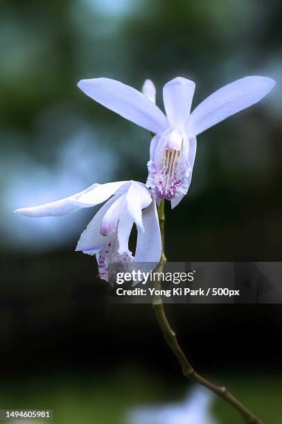 close-up of purple iris flower,daejeon,south korea - daejeon stock pictures, royalty-free photos & images