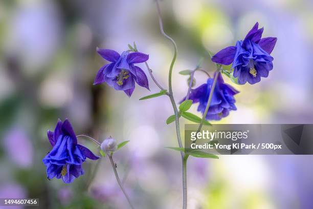 close-up of purple flowering plant,daejeon,south korea - daejeon stock pictures, royalty-free photos & images