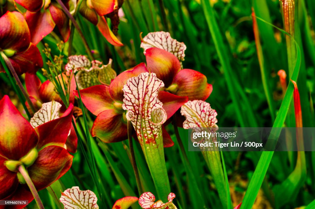 Close-up of red flowering plants on field,United States,USA