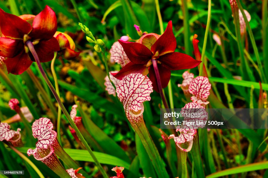 Close-up of red flowering plant,United States,USA