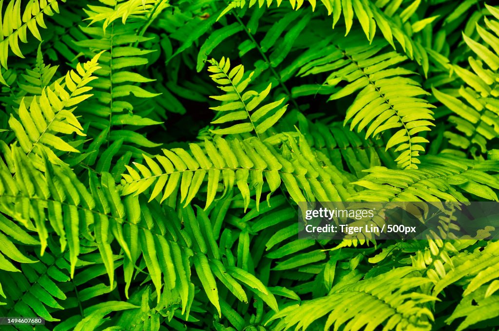Full frame shot of fern leaves,United States,USA