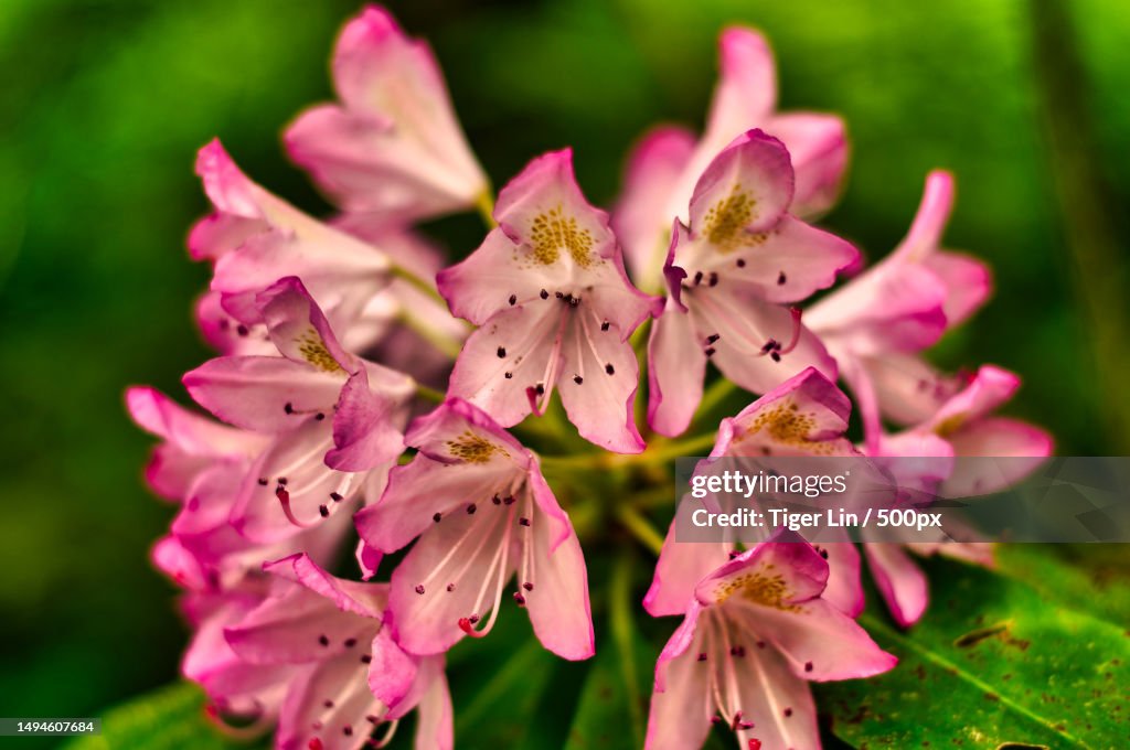 Close-up of pink cherry blossoms,United States,USA