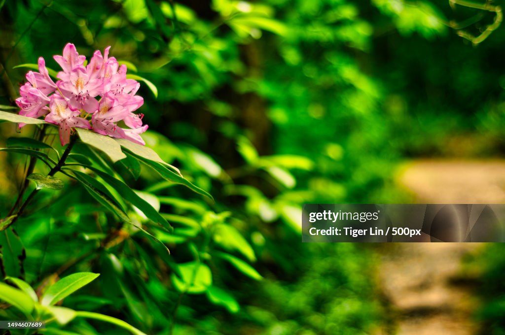 Close-up of pink flowering plant,United States,USA
