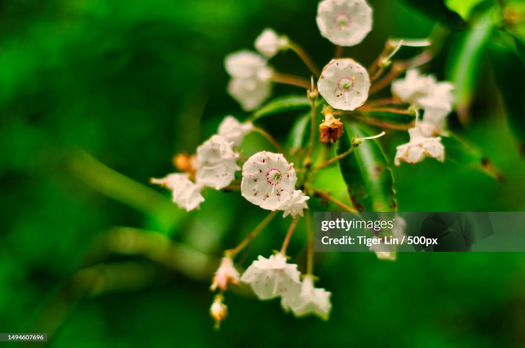 Close-up of white flowering plant,United States,USA