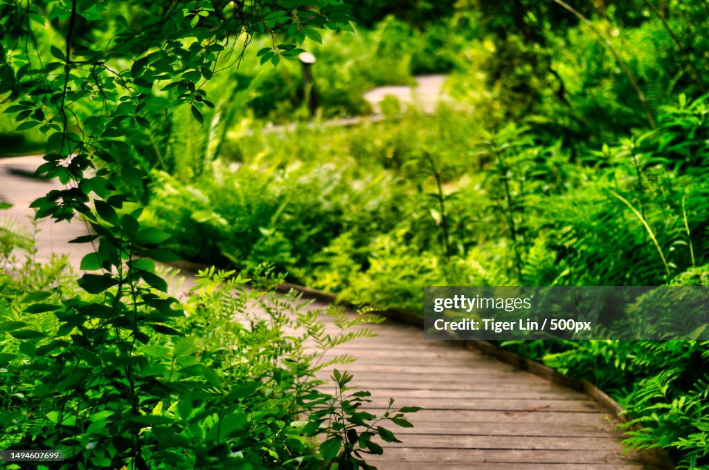 Close-up of plants growing on footpath,United States,USA