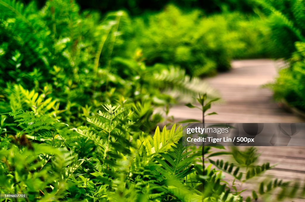 Close-up of plants growing on field,United States,USA