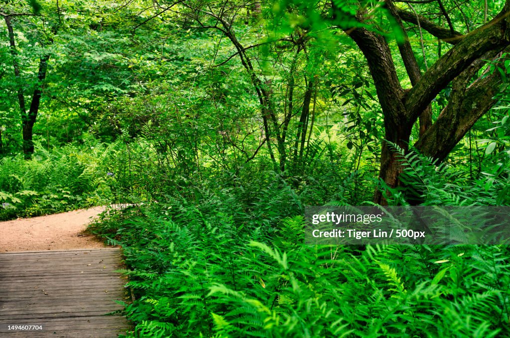 Trees growing in forest,United States,USA