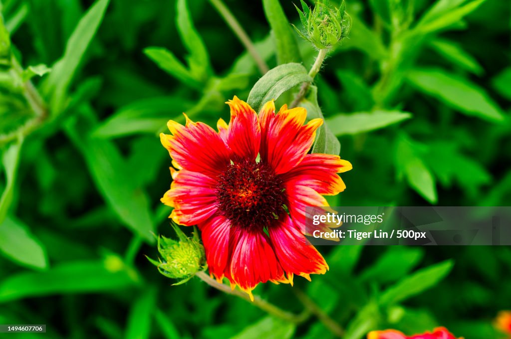Close-up of red flower,United States,USA