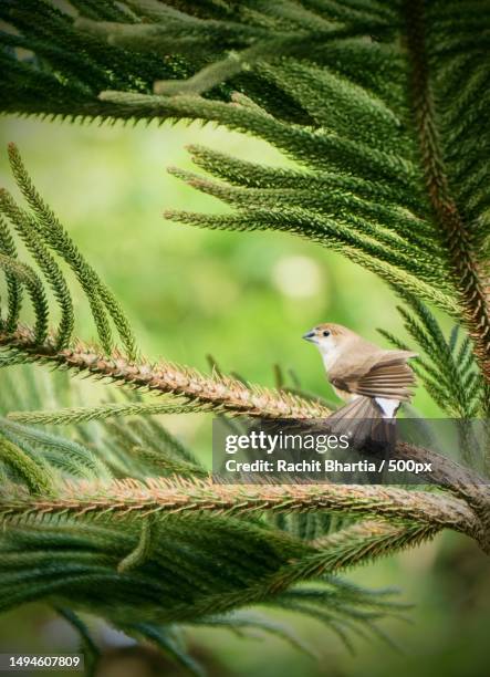 an indian silverbill ruffling its feathers,india - ruffling stock pictures, royalty-free photos & images