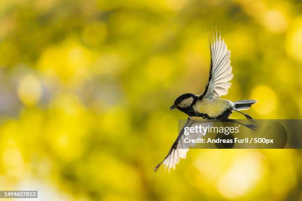 close-up of songwagtail flying outdoors,neuss,germany - yellow perch stock-fotos und bilder