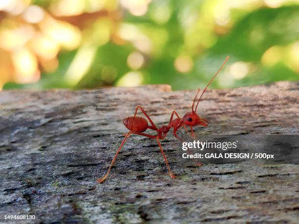 close-up of ant on rock,michael,isle of man - solenopsis invicta stock-fotos und bilder