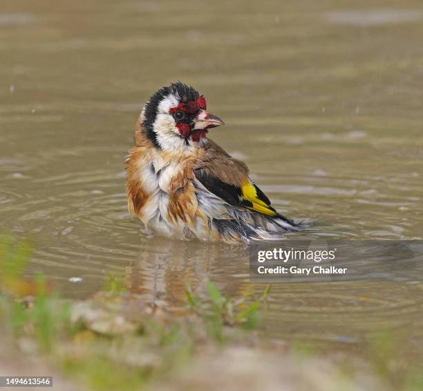 goldfinch [carduelis carduelis] - wet bird stock pictures, royalty-free photos & images