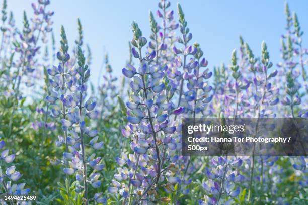 silver lupine lupinus argenteus in bloom,silvery-green leaves line the stems,and violet,pea-lik - argenteus stock pictures, royalty-free photos & images