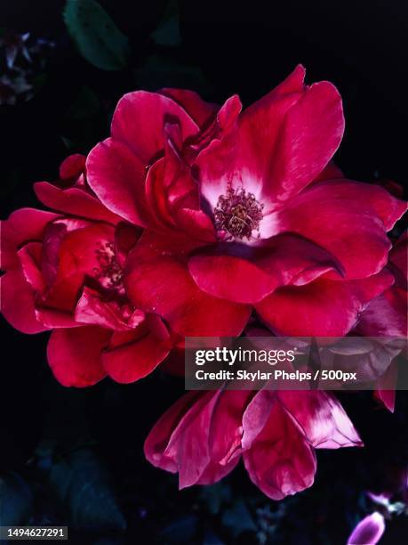 close-up of pink rose flower,riverdale,georgia - riverdale stock pictures, royalty-free photos & images