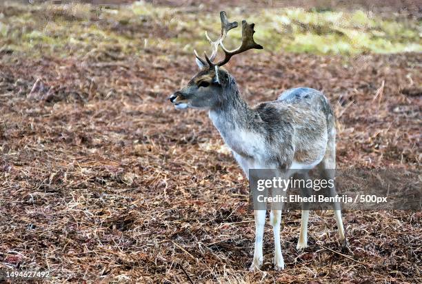 portrait of fallow deer standing on field - fallow deer fotografías e imágenes de stock