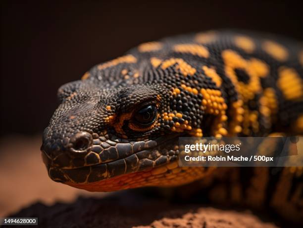 dangerous looking gila monster in the nature - gila monster stock pictures, royalty-free photos & images