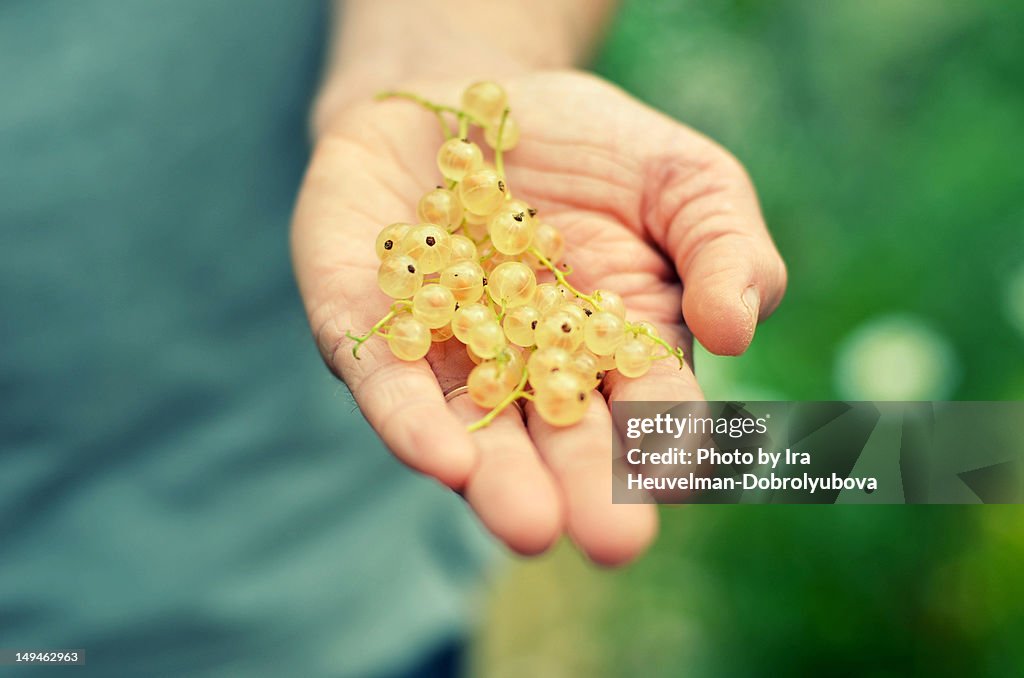 White currant berries in hand